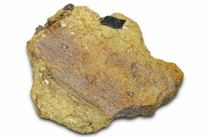 Dinosaur Bone Section and Gar Scale in Sandstone - Wyoming #370625